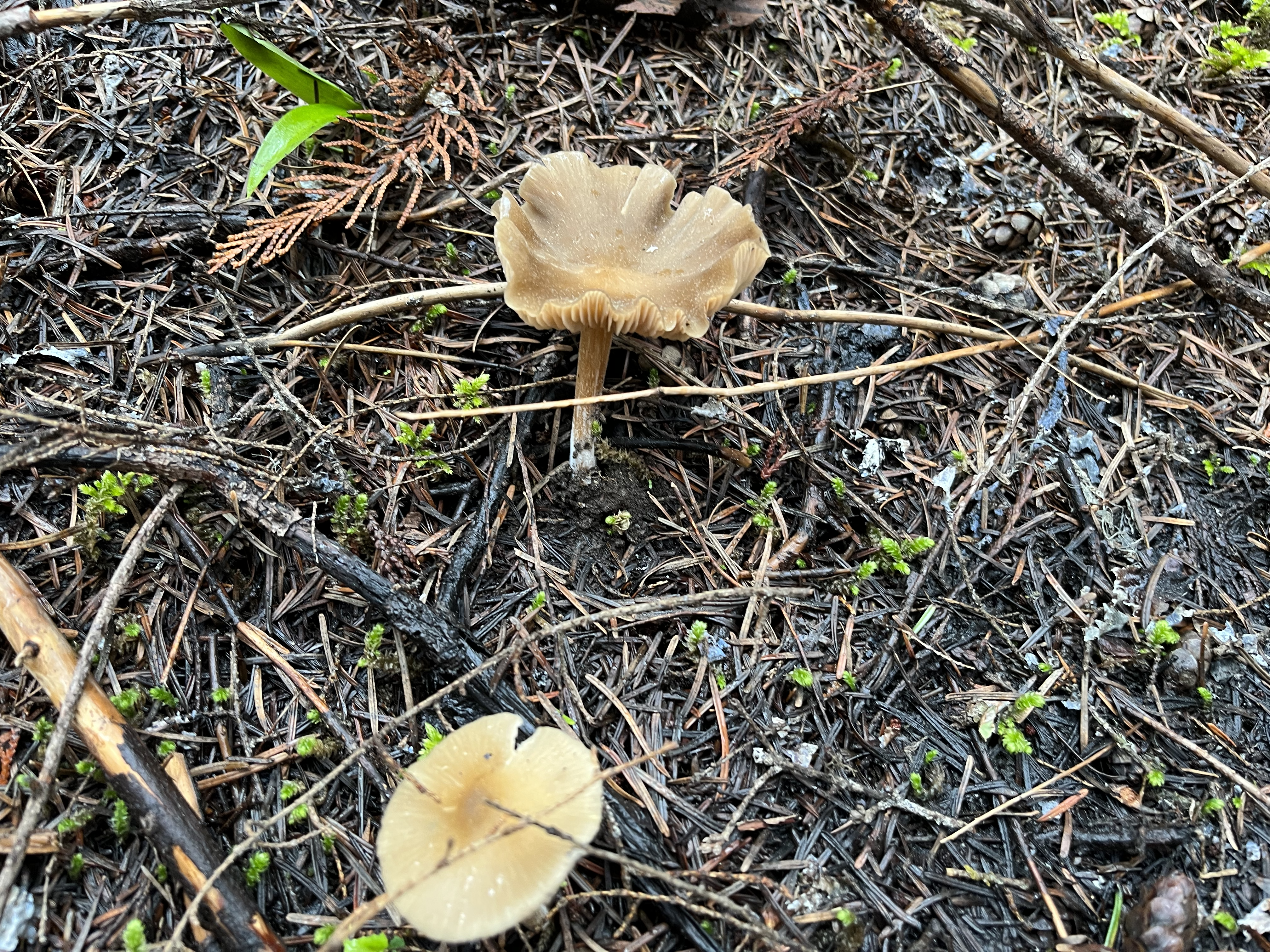 Mushroom MUSHROOM