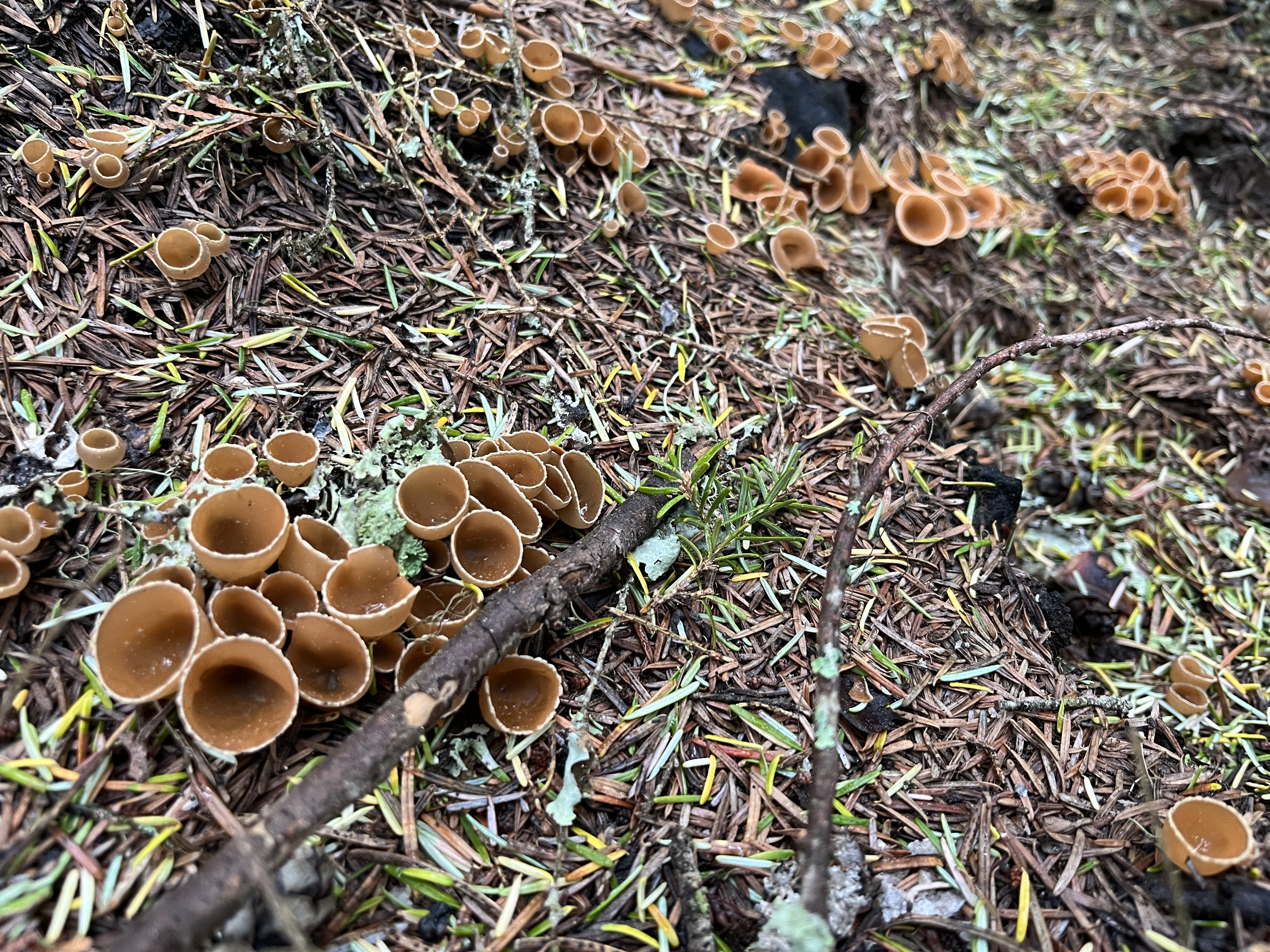 Cup mushrooms