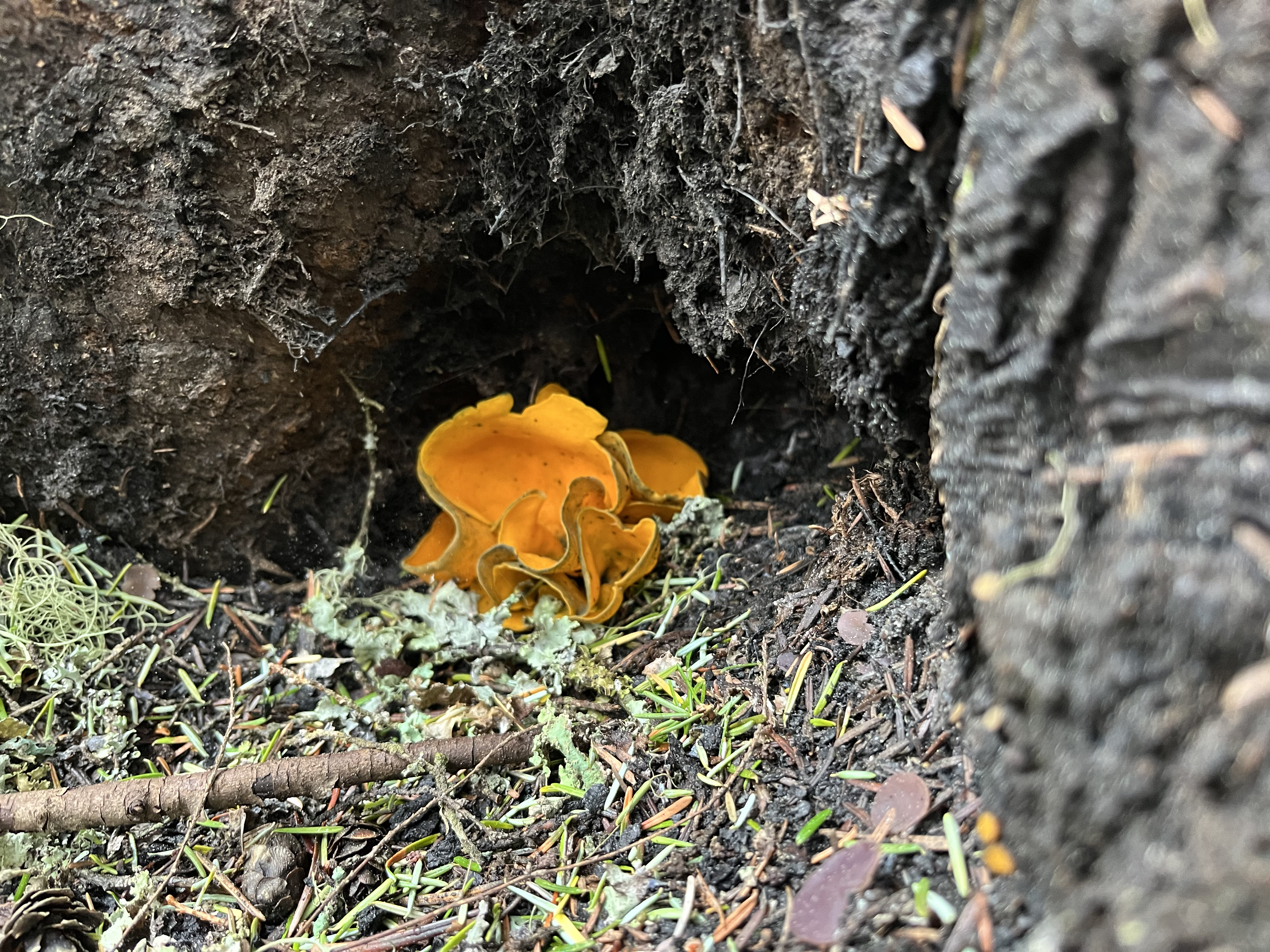 Mushroom under a tree