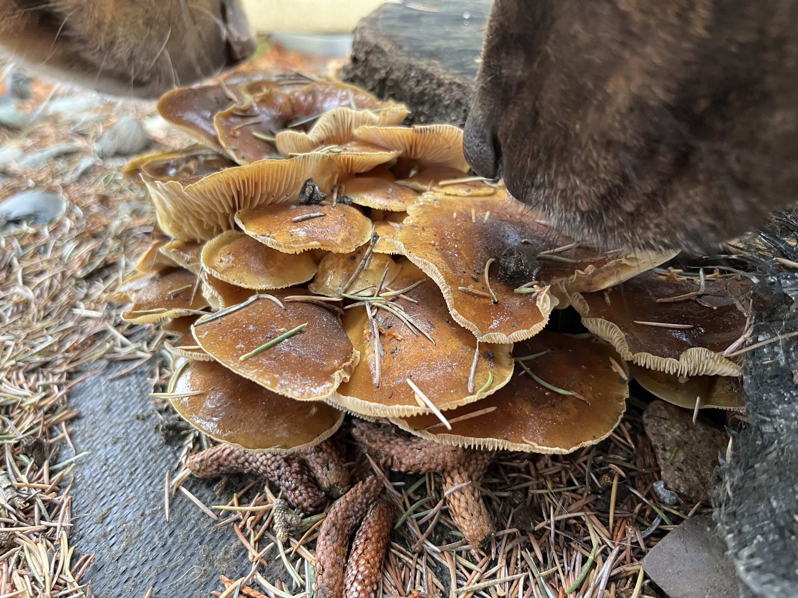 Mushroom In December
