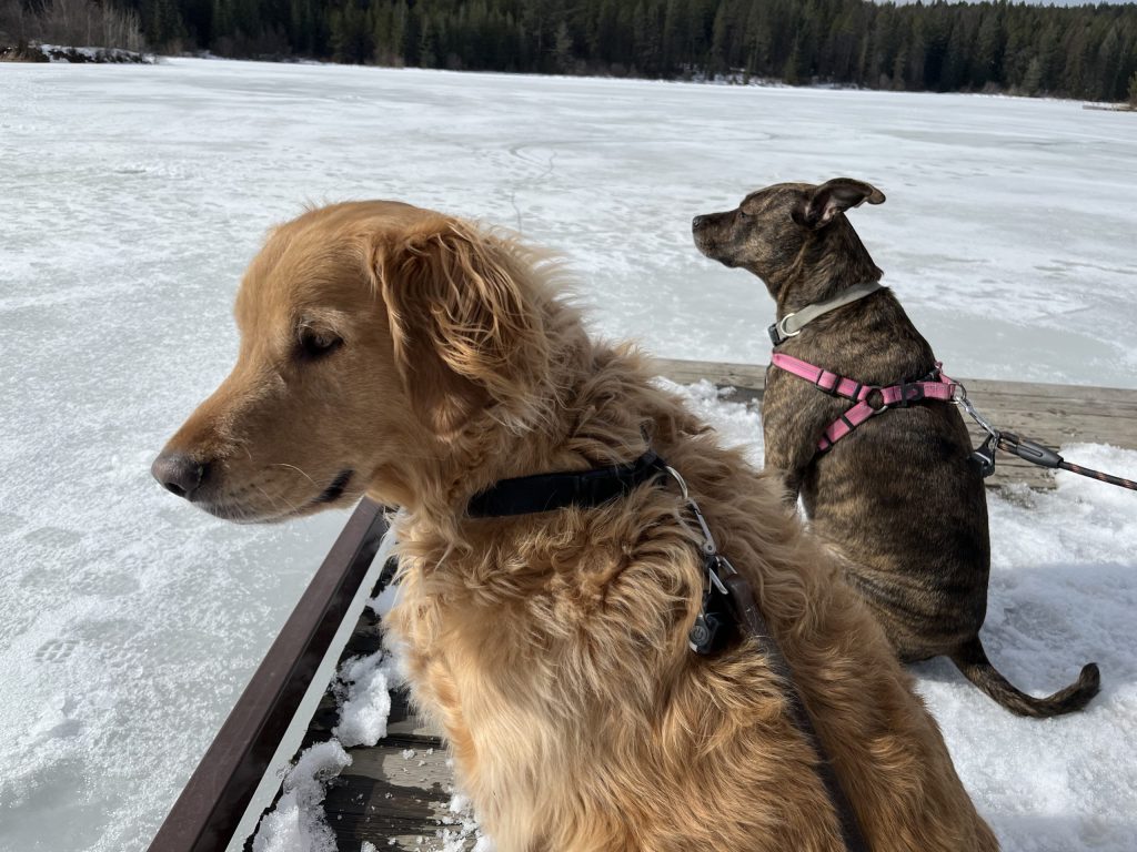 Our two dogs looking out over the frozen water.