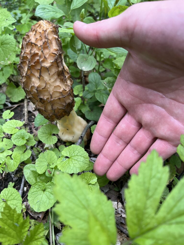 A morel mushroom nearly as big as my hand!