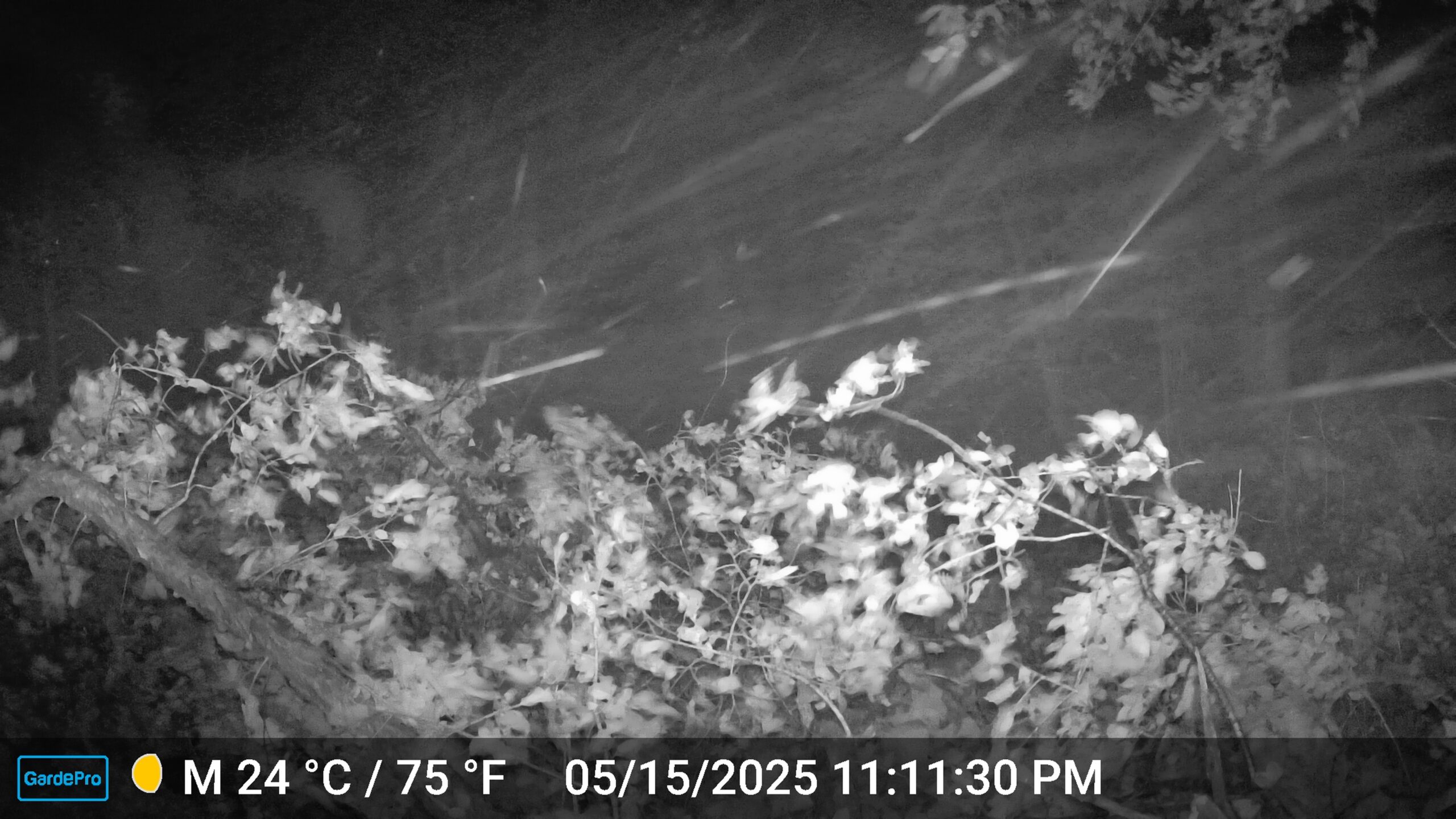 Tree limbs obscure the camera, but you can see the trees sway in the background.