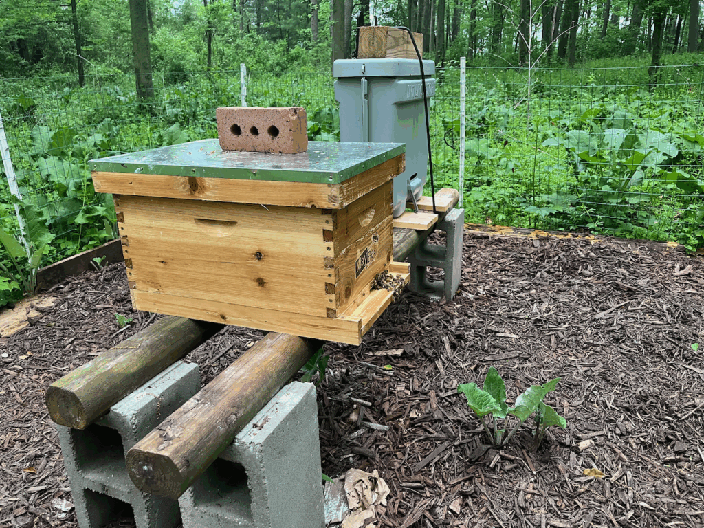 The bee hive set up, there are bees guarding the entrance.
