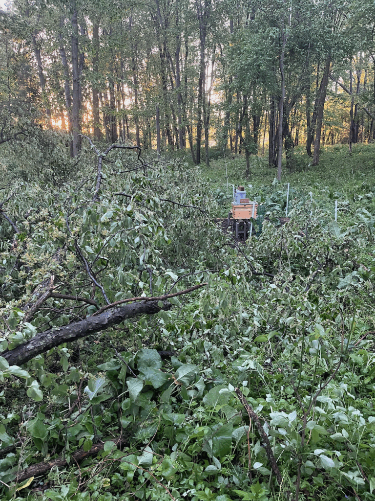 Two big limbs of a nearby tree crushing the fence of the apiary area. You can see leaning trees in the background.