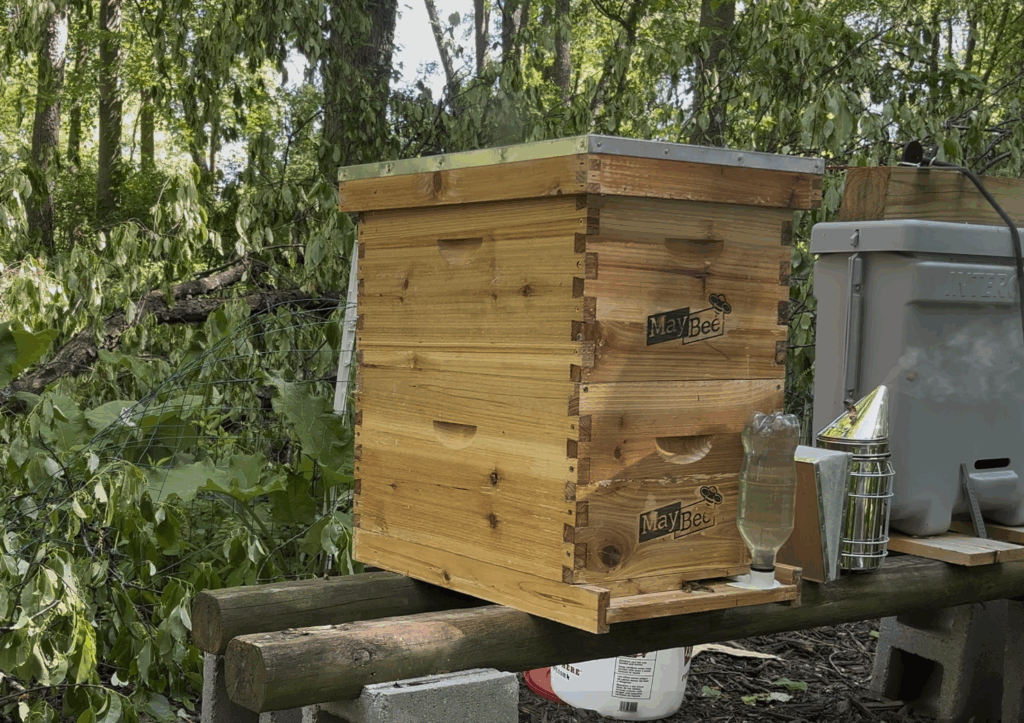 The beehive with two supers and an entrance feeder installed.